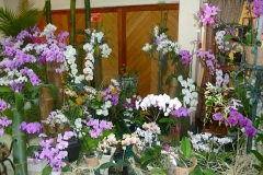 Annual Show 2011