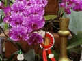 orchid show 2016 (10)