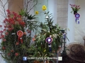 orchid show 2016 (100)