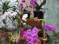 orchid show 2016 (101)