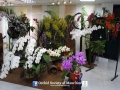 orchid show 2016 (108)