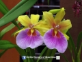 orchid show 2016 (113)