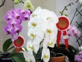 orchid show 2016 (12)