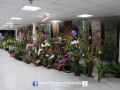 orchid show 2016 (121)