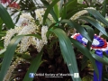 orchid show 2016 (3)