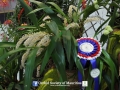 orchid show 2016 (4)