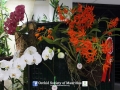 orchid show 2016 (85)