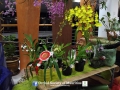 orchid show 2016 (86)