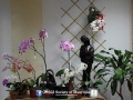 orchid show 2016 (99)