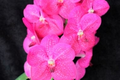 Vanda OSM