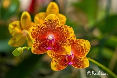 Images from friends of orchids